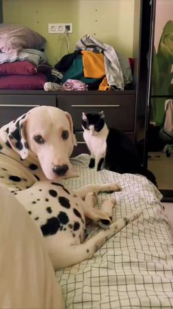 #кітпес #catdog #cat #dog #абьюз