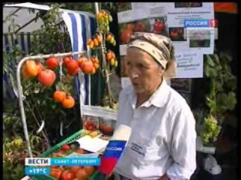 Вести. Санкт-Петербург.wmv