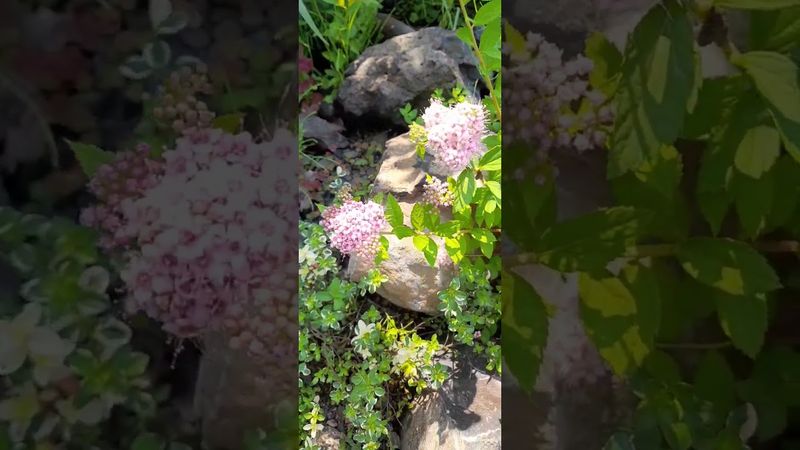 спирея Голден Принцесс