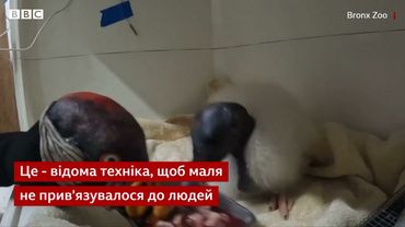 Хто годує це пташеня? Працівники зоопарку дуже хитро замаскувалися! #shorts #птахи #Цікаве #зоопарк