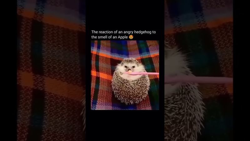 Hedgehog #youtubeshorts #nflzombiee #shortsbeta #trending #trendingshorts