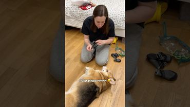 БОТИНКИ ДЛЯ КОРГИ 🤣