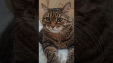 Шашлык 🙀🤔😉🤣 #cat #кот #юмор #котушка #приколы #цитаты