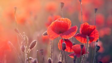 Relaxing Sleep Music: Deep Meditation Music, Stress Relief, "Inner Peace" By Tim Janis