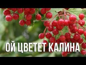 Ой, цветёт Калина! 💮💮💮 (поёт🎤👶Вероника Володина)