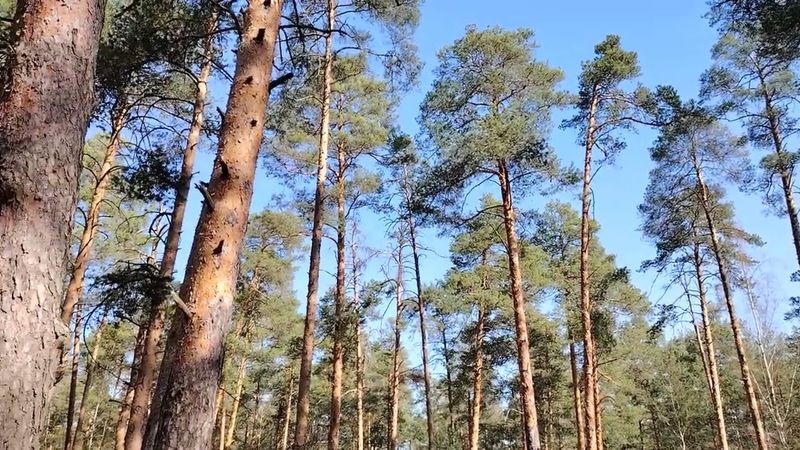 Кто и каким образом становится руководителем (начальником)