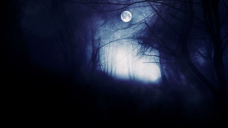 dark forest with moon wallpaper Motion Design Montage Premiere 2023 , غابة مظلمة القمر خلفية مونتاج