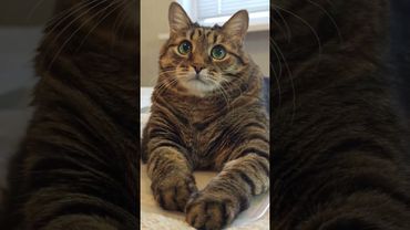 Особенных много 😳🙀😉🤣 #cat #кот #юмор #котушка #приколы #смех #цитаты