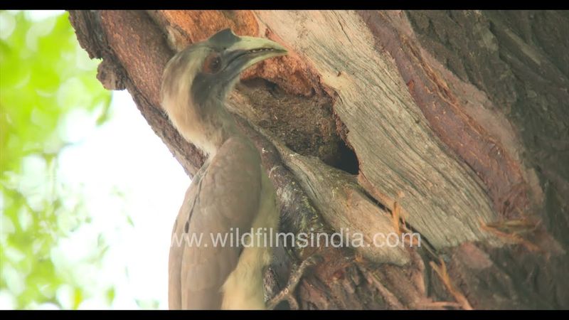 Little Hornbill beak pokes out of Hornbill nest, helplessly awaiting feed from the visiting male