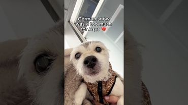 too much snow for Asya