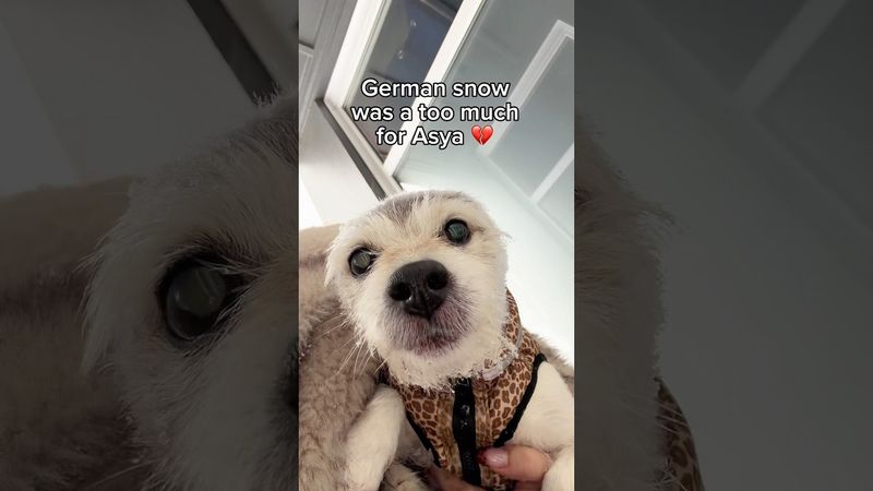 too much snow for Asya