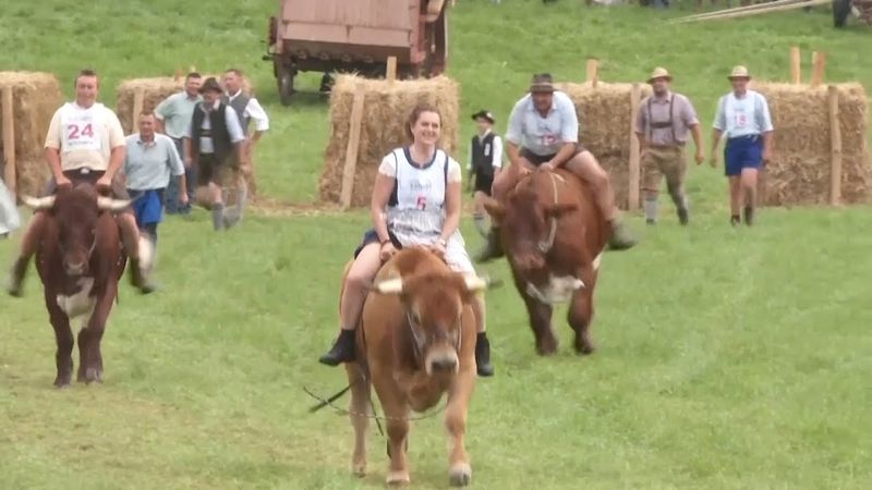 Зрелищный спорт: скачки на волах устраивают раз в четыре года в Германии