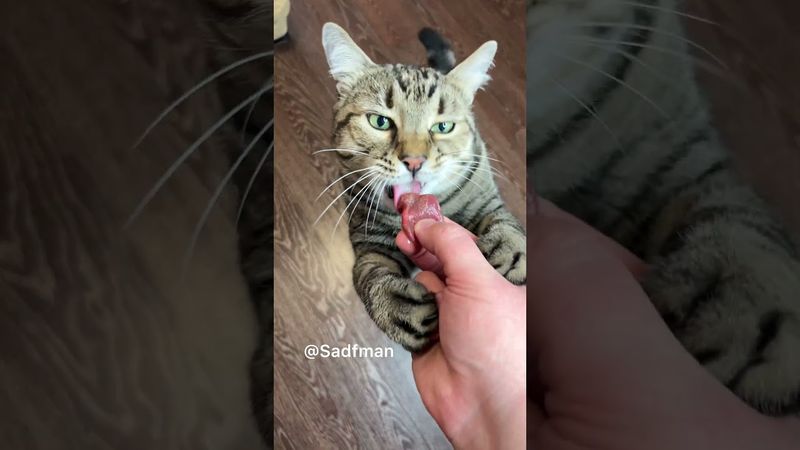 Deliciosas conservas para cualquier ocasión. ASMR