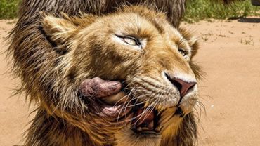 У Львов Появился Новый Хищник, с Которым Они не Могут Справиться