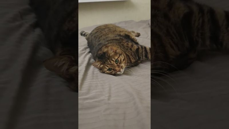 Не могу стоять 🙀😉🤗🤣 #cat #кот #юмор #котушка #приколы #цитаты