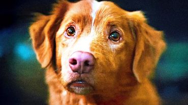 Good Boy — Official Trailer (2025)