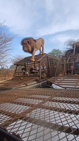 #lionsenegal🇸🇳 #galsen_tiktokofficiel #viral #partout #allemagne #USA...