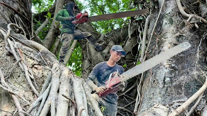 Cưa cây xanh siêu khủng lồ ,Siêu nhánh . Ở tân lợi . Cưa cây kỷ thuật cao