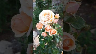 #shorts роза Йорс ин Континент Френдшип