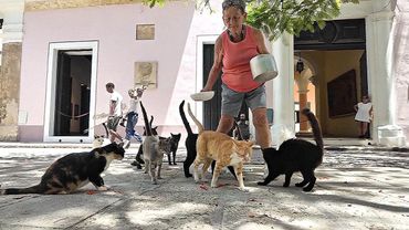 8. Жители кубинской столицы кормят уличных животных, несмотря на кризис