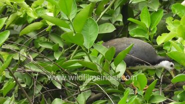 Jal murghi or White breasted Waterhen decides to nest in a shrub, surveys the environment for danger