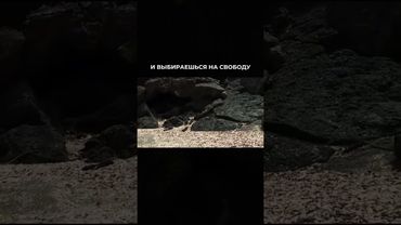 ПРОБУЖДЕНИЕ читай в описании #ВикторияАноприкова #духовныйрост #пробуждение #эго #просветление