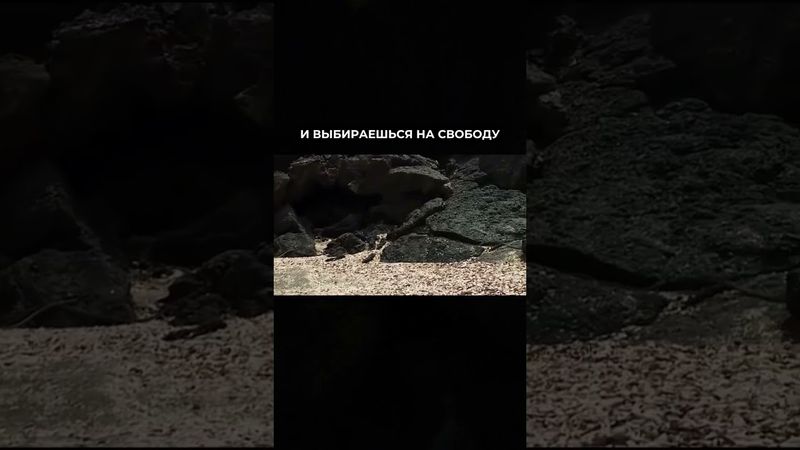 ПРОБУЖДЕНИЕ читай в описании #ВикторияАноприкова #духовныйрост #пробуждение #эго #просветление