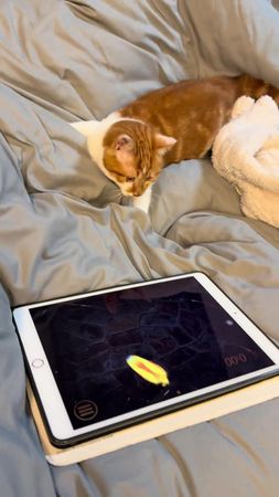 #cat #cute #funny #fyp 