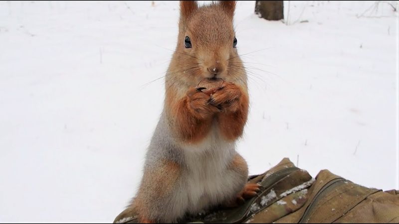 Белки. Подборка роликов за последнюю неделю / Squirrels. A selection of videos from the last week