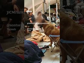 "Страшно не лише людям". Безпритульний пес Міша ховається від обстрілів у метро#shorts #київ #собаки