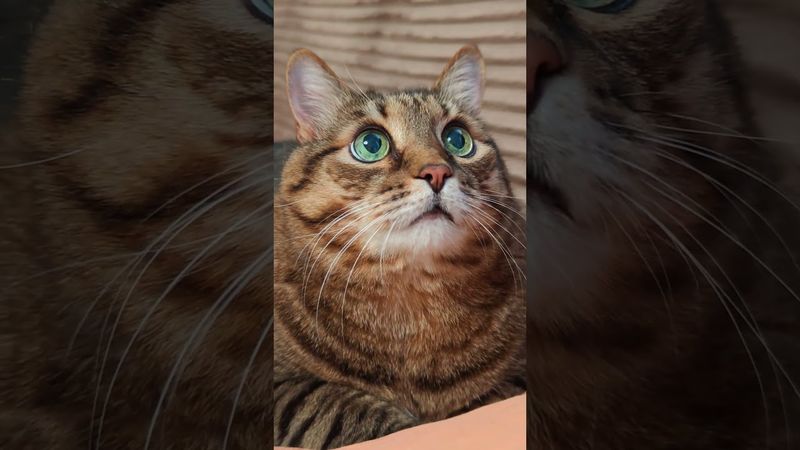 Болит 🙀😉🤔🤣 #cat #кот #юмор #котушка #прикол #кот #цитаты