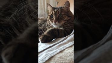 Жизнь как...🙀🫢🤔🤣 #cat #кот #юмор #котушка #приколы #цитаты