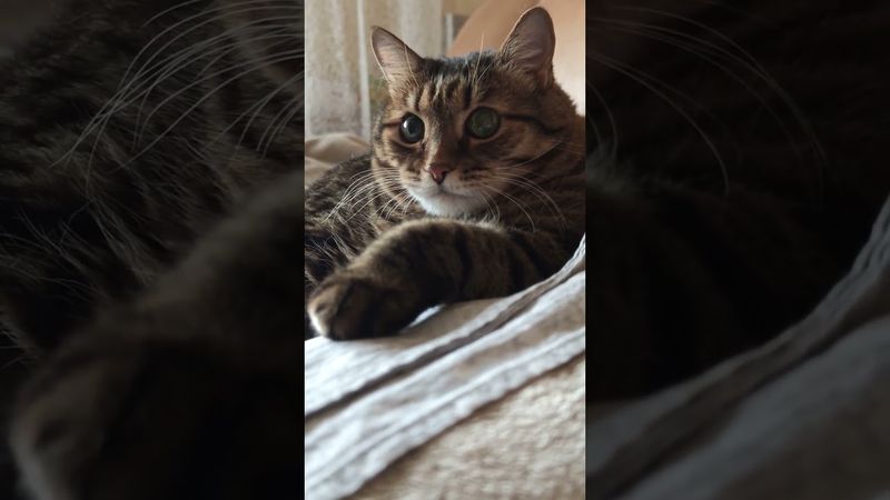 Жизнь как...🙀🫢🤔🤣 #cat #кот #юмор #котушка #приколы #цитаты