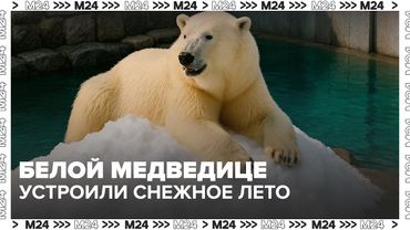 В Московском зоопарке белой медведице устроили снежное лето — Москва 24