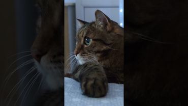 Медведь 🐻 дома😁👍🙀🤣 #cat #кот #юмор #котушка #приколы #цитаты