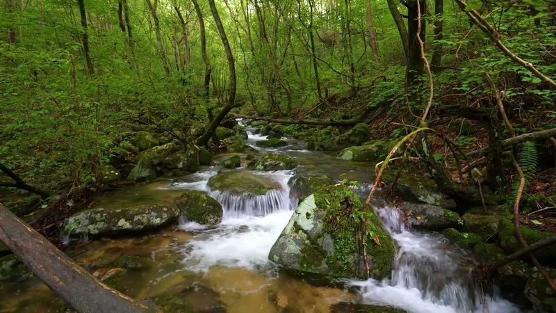 Melody of the Forest, Relaxing Stream Sounds, Birdsong