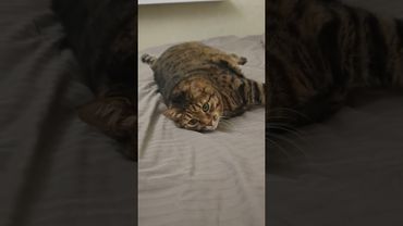 Прилягу 🐱😼😻🤣#cat #кот #юмор #котушка #приколы #смех #цитаты