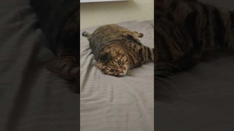 Прилягу 🐱😼😻🤣#cat #кот #юмор #котушка #приколы #смех #цитаты