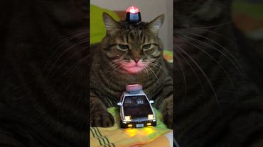Заволновались медики 🚔🚑🙀🤣 #cat #кот #юмор #котушка #приколы #цитаты