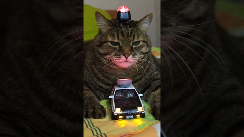 Заволновались медики 🚔🚑🙀🤣 #cat #кот #юмор #котушка #приколы #цитаты
