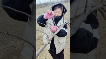 Macchina per la sagomatura dei rami degli alberi da frutto #sagomatura dei rami degli alberi da f...