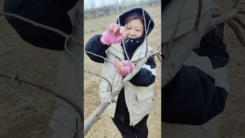 Fruit tree branch shaping machine #fruit tree branch shaping #fruit tree planting #share fruit farme