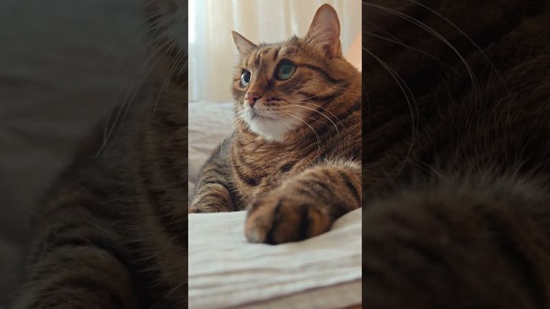 Продам Н.С.🙀🤔😉🤣 #cat #кот #юмор #котушка #приколы #цитаты #смех