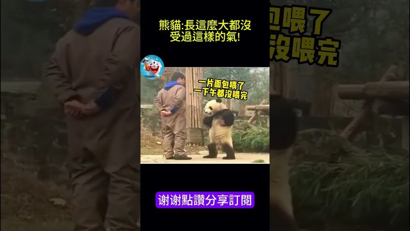 搞笑動物系列第412集 熊貓長這麼大都沒受過這樣的氣! #搞笑 #喵哥是萌新 #大熱門 #搞笑#大熱門 #animals #科普 #funny #科普 #cat #pets #https #萌宠