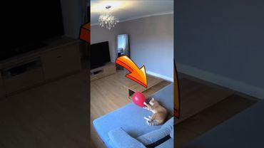 КОТ и ША́РИК😳