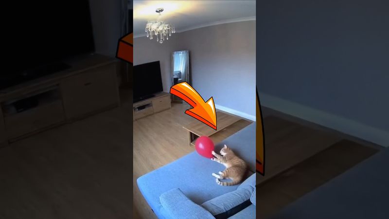 КОТ и ША́РИК😳