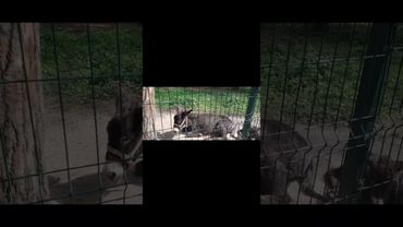 Їхні розповіді про періоди палеоліту та неоліту залишають величезні прогалини