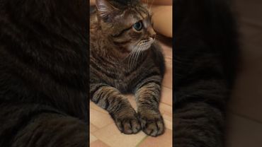 Сильный муж 💪🙀🤔🤣 #cat #кот #юмор #приколы #котушка #цитаты #смех