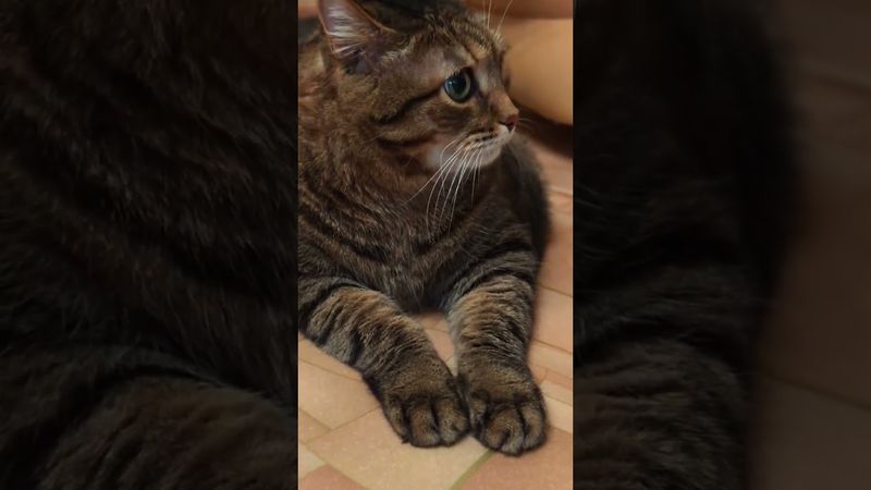 Сильный муж 💪🙀🤔🤣 #cat #кот #юмор #приколы #котушка #цитаты #смех