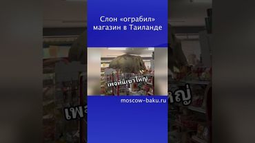 Слон «ограбил» магазин в Таиланде